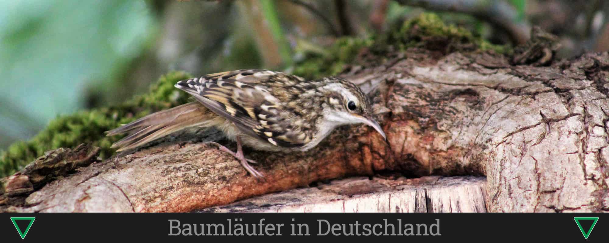 Baumläufer in Deutschland
